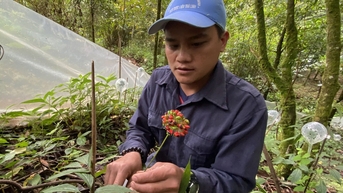 Hình thành trung tâm công nghiệp dược liệu tại Quảng Nam, sâm Ngọc Linh là cây chủ lực