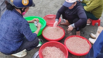 Mất mùa, giá tép biển tăng đột biến hơn 200%