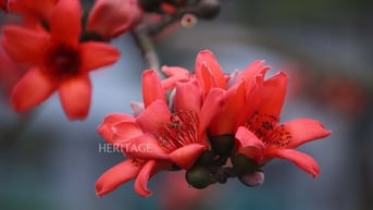 Hà Nội đẹp nao lòng trong sắc hoa tháng ba