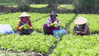 ប្រជាជន Gia Lai ស្រក់ទឹកភ្នែកព្រោះតម្លៃបន្លែបៃតងធ្លាក់ចុះយ៉ាងវេទនា