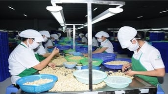 Bình Phước thông tin cơ hội, dự báo thị trường hạt điều năm 2025