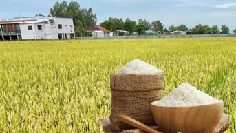 Lúa tươi xu hướng tăng