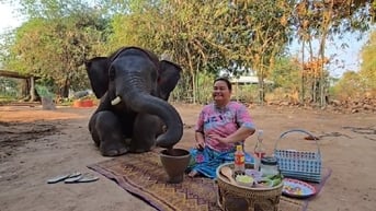 Chú voi trổ tài nấu ăn, làm gỏi đu đủ Thái, gây sốt mạng xã hội