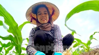 Hành tăm rớt giá từng ngày, người dân ở vựa hành lớn nhất tỉnh lo thất thu