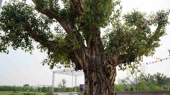 Chiêm ngưỡng các cây di sản trăm tuổi ở Kim Thành, Hải Dương