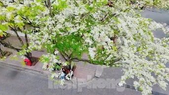 Mê mẩn ngắm hoa sưa nở trắng trời Hà Nội