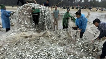 Hợp sức đưa thuyền bị lật vào bờ sau mẻ cá trích 1,5 tấn