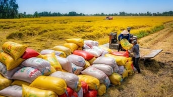 Loạt động thái nhằm “dừng đà” giảm của giá xuất khẩu gạo