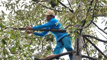 Lâm Đồng khuyến cáo không dùng chất vàng O cho "cây tỷ đô"