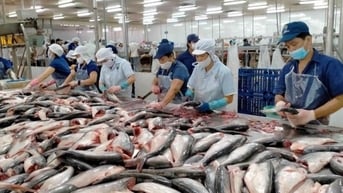 Chuyên gia hé lộ lý do giá cá tra có thể ở mức cao đến cuối năm