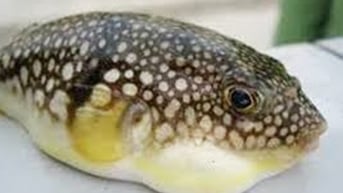 Cứu sống người phụ nữ nguy kịch do ăn cá nóc