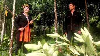 Dân bản xây biệt thự, mua xe hơi nhờ cây quế