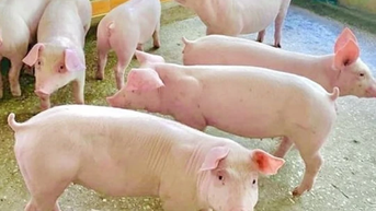 Giá heo hơi ngày 11/3/2025: Miền Nam tiếp tục tăng