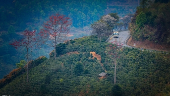 Đắm mình trong sắc đỏ rực rỡ của hoa gạo giữa núi đồi ở đèo Pha Đin