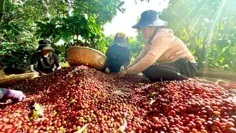 Cà phê Việt trước quy định phòng chống phá rừng của EU