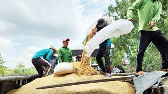 Ấn Độ mở cửa xuất khẩu gạo 100% tấm: Gạo Việt không bị ảnh hưởng nhiều?