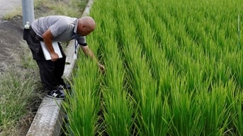 Nhật Bản muốn ngăn thiếu gạo bằng kế hoạch tăng xuất khẩu gấp 8 lần