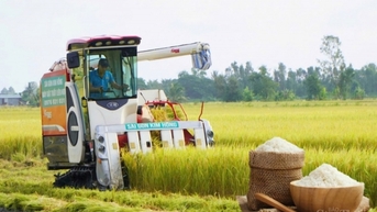 Gạo xuất khẩu tăng nhẹ