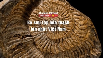 Bộ sưu tập hóa thạch lớn nhất Việt Nam