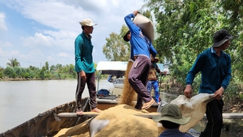 Ngân hàng ưu tiên nguồn vốn cho doanh nghiệp mua lúa đông xuân