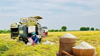 Giá lúa gạo hôm nay ngày 14/3: Quay đầu giảm nhẹ