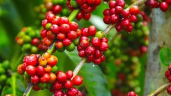 Giá nông sản ngày 14/3/2025: Hồ tiêu tiếp tục tăng, cà phê đột ngột giảm