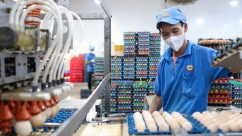 Mỹ khan hiếm trứng, vì sao doanh nghiệp Việt lặng thinh việc xuất khẩu?