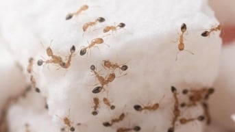 Mẹo đuổi kiến ra khỏi lọ đường hiệu quả và an toàn