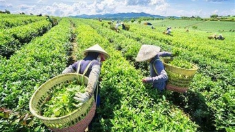 Việt Nam là thị trường cung cấp chè thứ 14 cho Anh