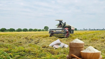 Nhấp nhô theo sóng thị trường