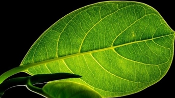 មីក្រូប្លាស្ទិករំខានដល់ការសំយោគរស្មីសំយោគ