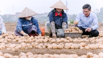 PepsiCo, Syngenta mở rộng mô hình sản xuất khoai tây bền vững ra phía Bắc