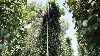 Dự báo giá tiêu trong nước ngày mai 18/3/2025 tiếp đà tăng