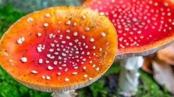 Cảnh báo nguy cơ suy gan, thận do ngộ độc nấm tự nhiên