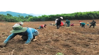 Quảng Nam: Kinh tế tập thể đóng vai trò quan trọng trong giảm nghèo