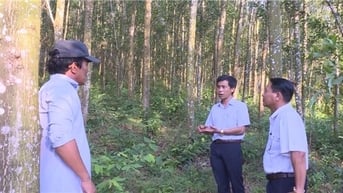 Quảng Ngãi: Triển khai thực hiện các nhiệm vụ về lâm nghiệp năm 2025