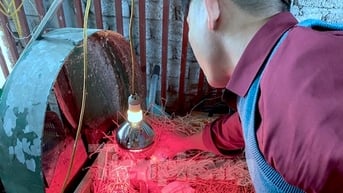 Thu tiền tỷ nhờ nghề nuôi con 'thần dược'