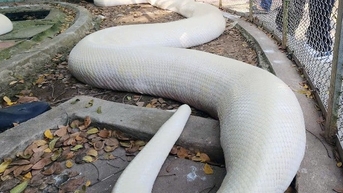 Trăn bạch tạng quý hiếm dài 5m, nặng 90kg trong trại rắn lớn nhất miền Tây