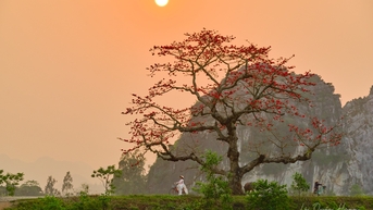 Mùa hoa thắp lửa