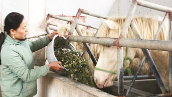 Làng tỷ phú nhờ nuôi ngựa bạch