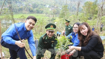 Mô hình sinh kế trồng cây lát hoa cho người dân vùng biên xứ Nghệ