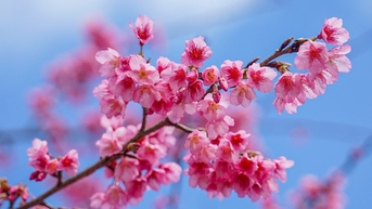 Ky Thuong 산악 마을의 첫 벚꽃 축제