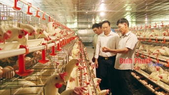 Triển vọng từ nuôi gà Ai Cập