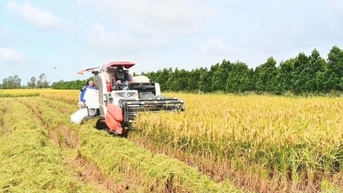Bảo đảm nguồn cung, ổn định thị trường lúa gạo trong nước