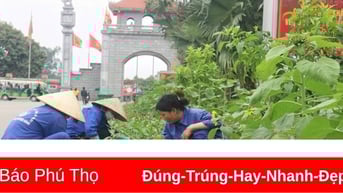 Hàng chục nghìn cây hoa hướng dương được trồng tại Đền Hùng