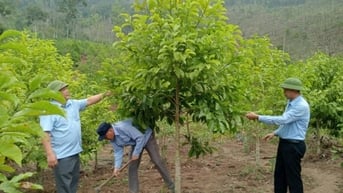 Bình Liêu: Tập trung trồng cây phân tán, cây giá trị cao