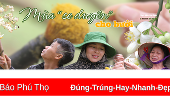 Mùa “se duyên” cho bưởi