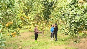 Vốn tín dụng chính sách hỗ trợ hiệu quả sinh kế ở Yên Sơn