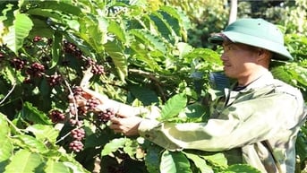 Đắk Lắk: Chuẩn hóa quy trình sản xuất cà phê để nâng cao giá trị xuất khẩu