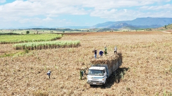 Phát triển vùng nguyên liệu mía theo hướng bền vững